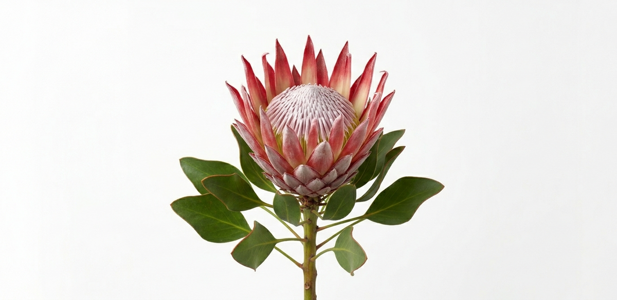 Protea
