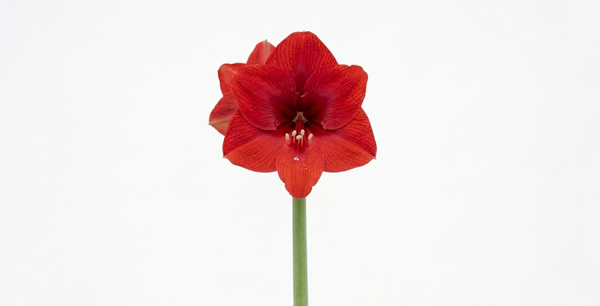Amaryllis