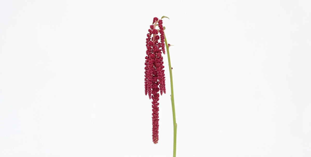 Amaranthus