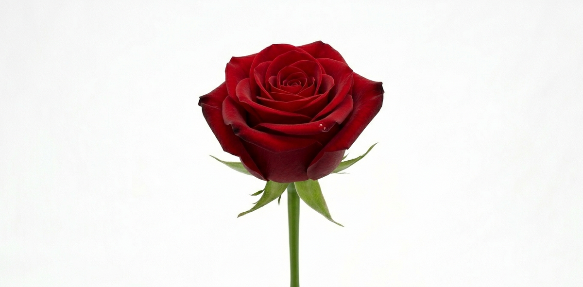 Roos Red Naomi