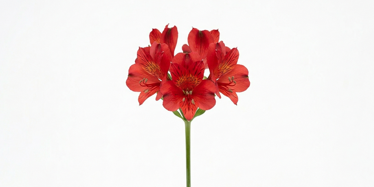 Alstroemeria