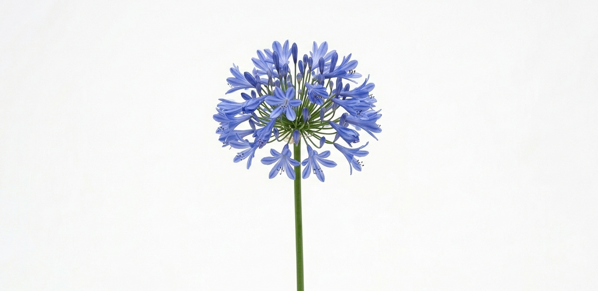 Agapanthus