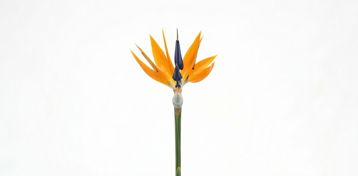 Strelitzia