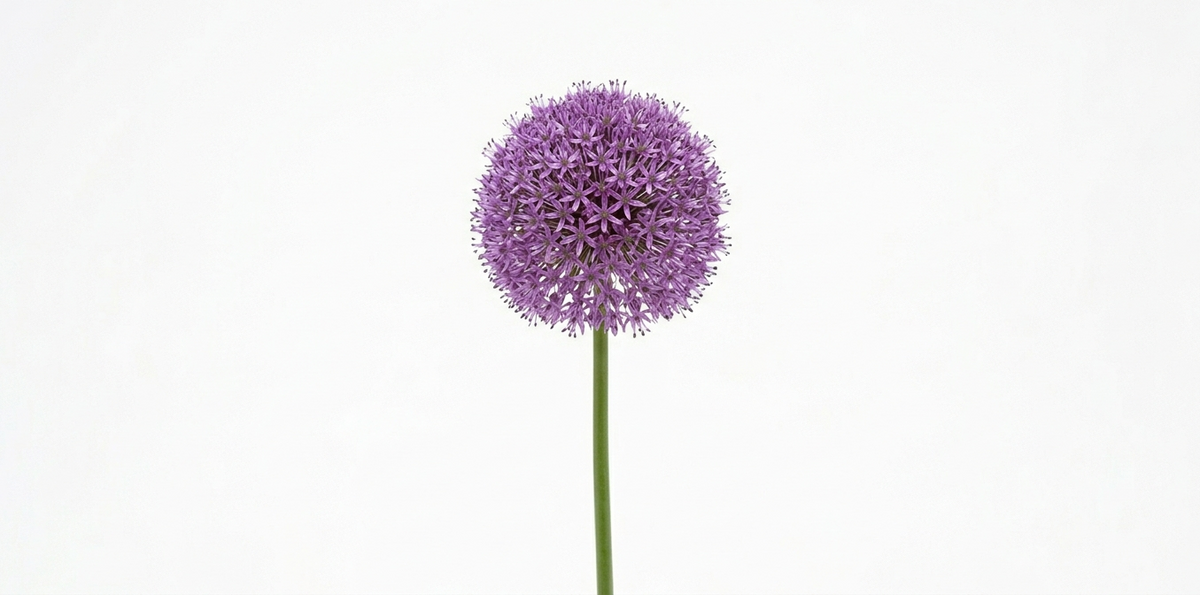 Alium