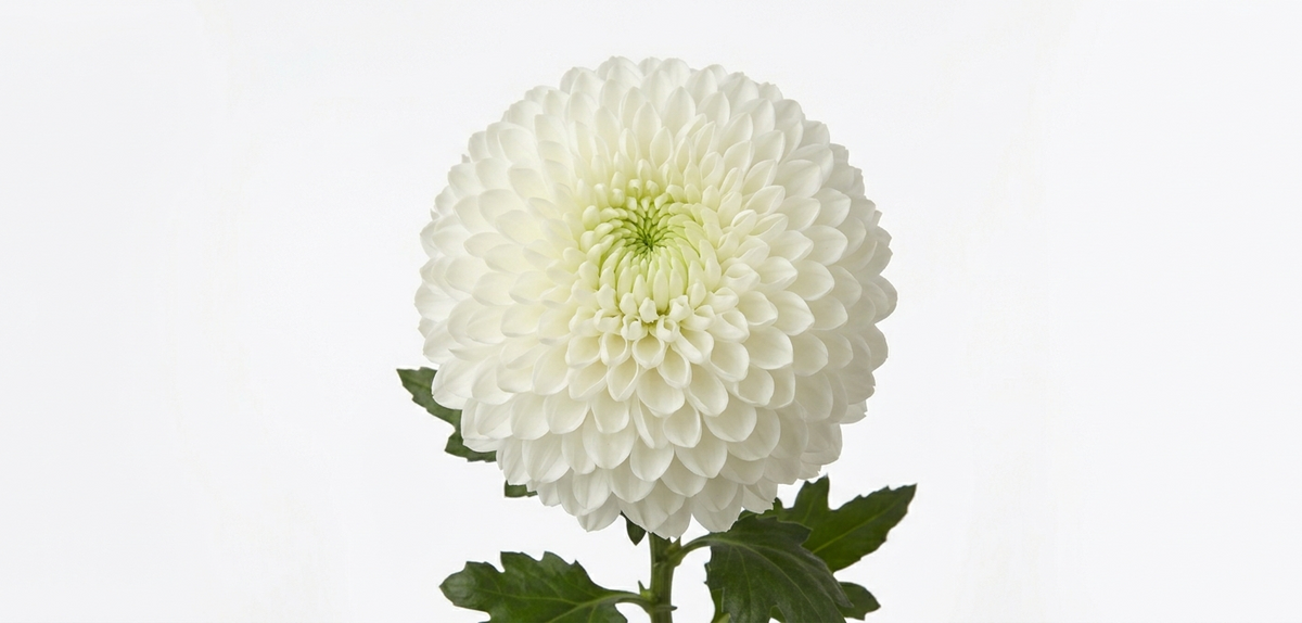 Chrysant Magnum