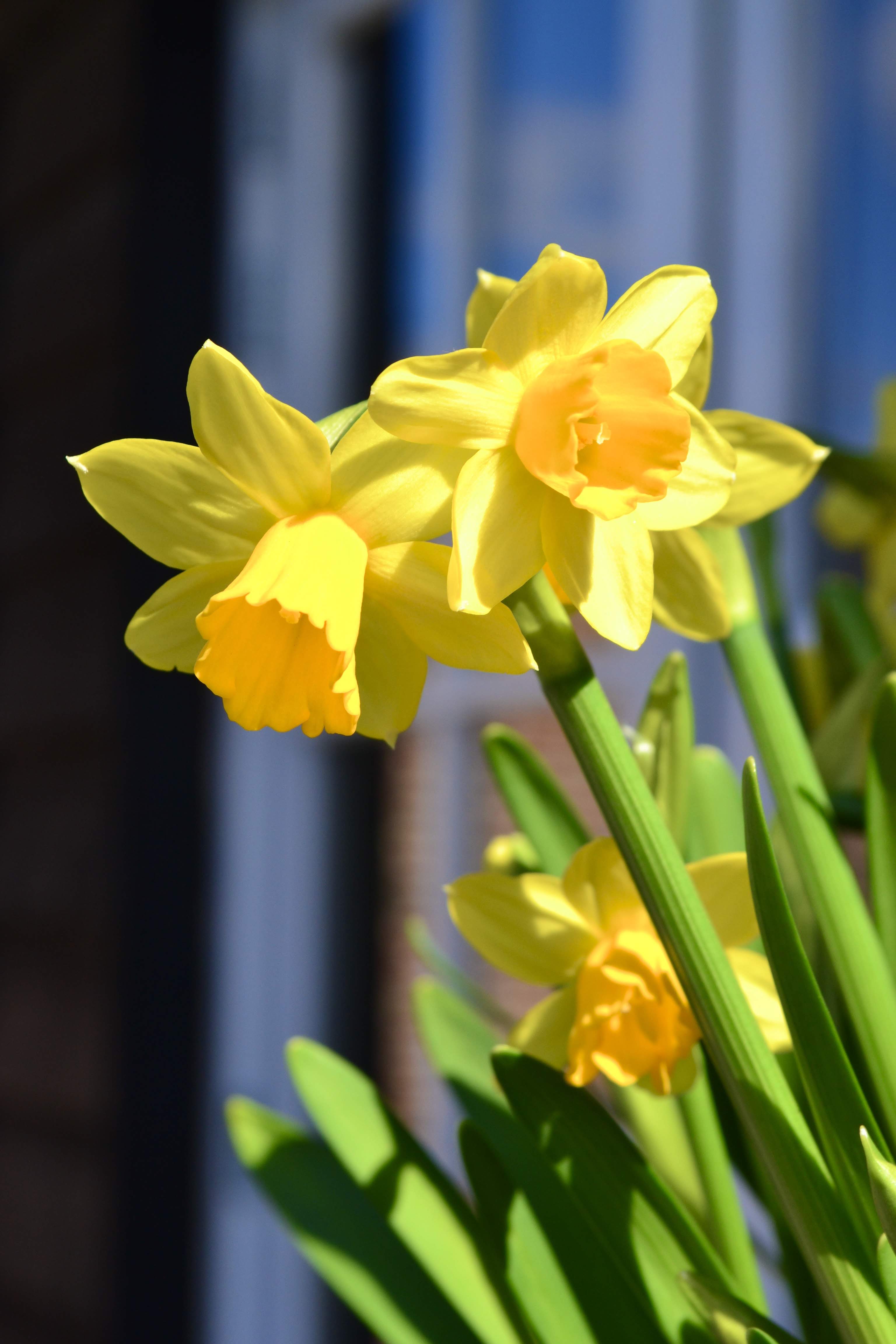 Narcissen, bloemen die buiten staan 